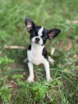 PENÉLOPE FEMEA PELO CURTO 1