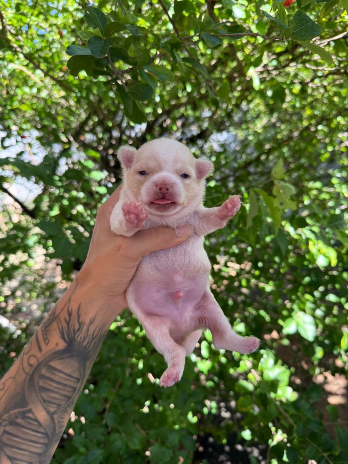 MACHO BRANCO PELO LONGO