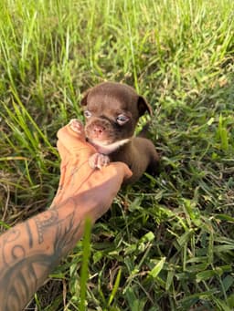 MACHO CHOCOLATE PELO CURTO 4