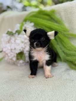 MACHO BLACK PELO LONGO 3