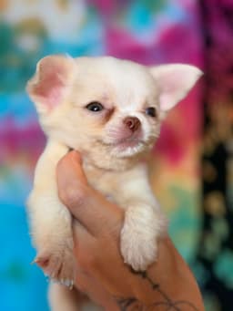 PERRITO MACHO PELO LONGO 1