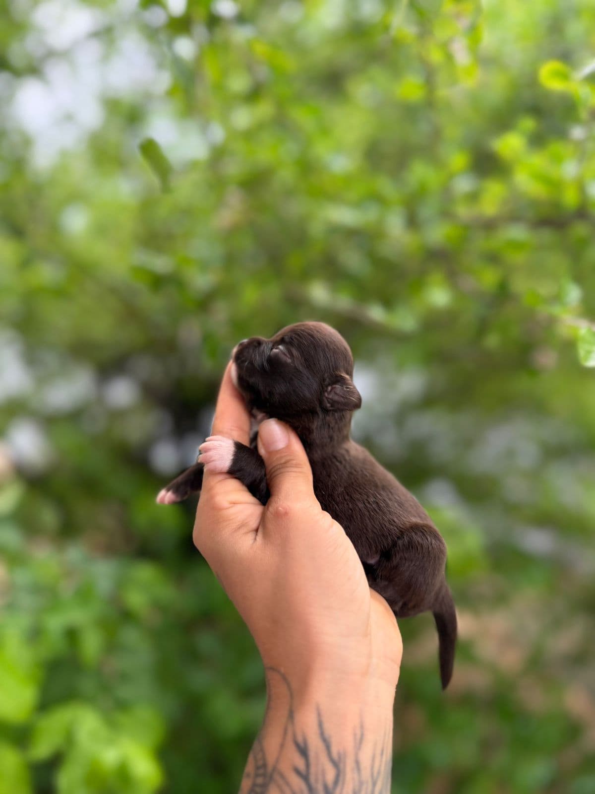 FEMEA CHOCOLATE PELO LONGO