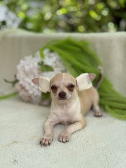 LORETTO MACHO PELO CURTO 4