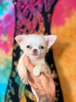 PERRITO MACHO PELO LONGO 6