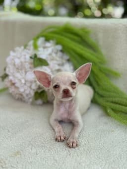 DON JUAN MACHO PELO CURTO 6