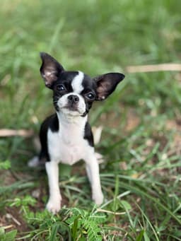 PENÉLOPE FEMEA PELO CURTO 4