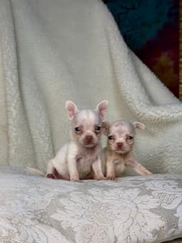 DON JUAN MACHO PELO CURTO 3