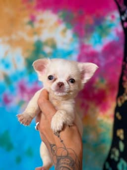 PERRITO MACHO PELO LONGO 3