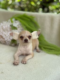 LORETTO MACHO PELO CURTO 1