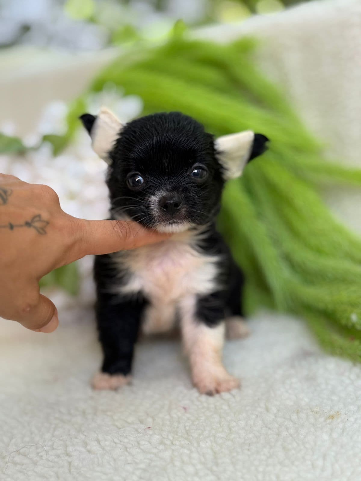 MACHO BLACK PELO LONGO