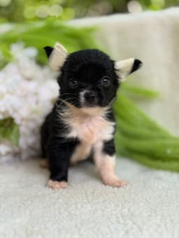 MACHO BLACK PELO LONGO 4