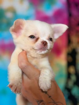 PERRITO MACHO PELO LONGO 5