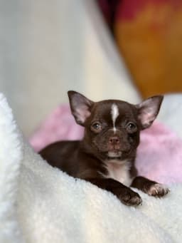 ANTONIA CHOCOLATE PELO CURTO 4