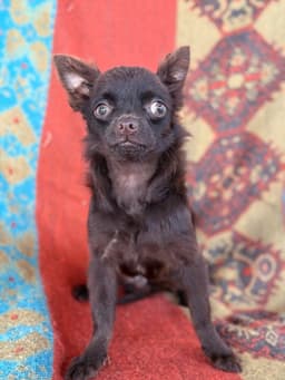 NESCAU CHOCOLATE PELO LONGO 2