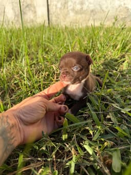 MACHO CHOCOLATE PELO CURTO 5