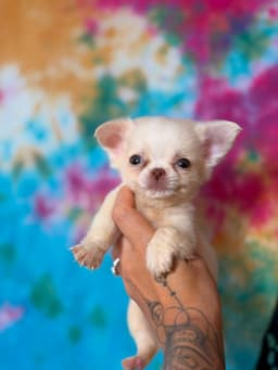 PERRITO MACHO PELO LONGO 7