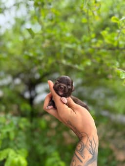 FEMEA CHOCOLATE PELO LONGO 3