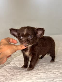 FEMEA CHOCOLATE PELO LONGO 3