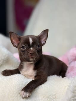 ANTONIA CHOCOLATE PELO CURTO 1