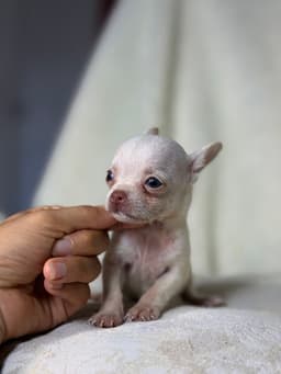 DON JUAN MACHO PELO CURTO 1