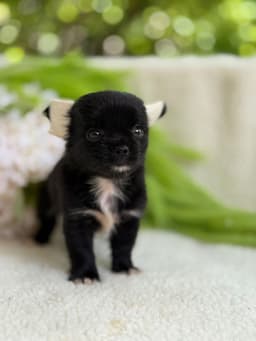 FEMEA BLACK PELO LONGO 1