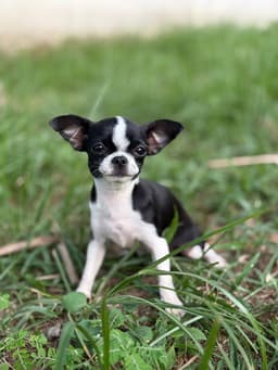 PENÉLOPE FEMEA PELO CURTO 3