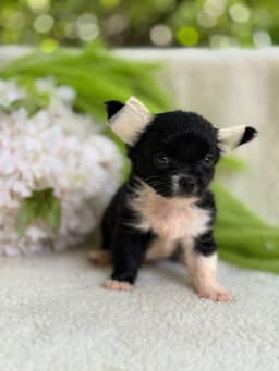 MACHO BLACK PELO LONGO 2