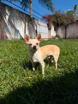 LORETTO MACHO PELO CURTO 7 MESES 1