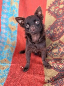 NESCAU CHOCOLATE PELO LONGO 1