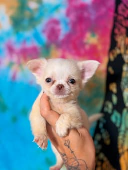 PERRITO MACHO PELO LONGO 2