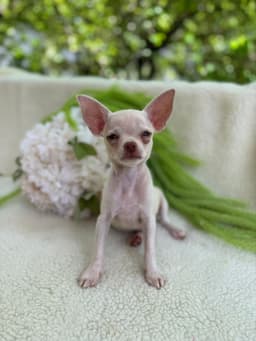 DON JUAN MACHO PELO CURTO 4