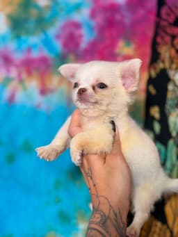 PERRITO MACHO PELO LONGO 4