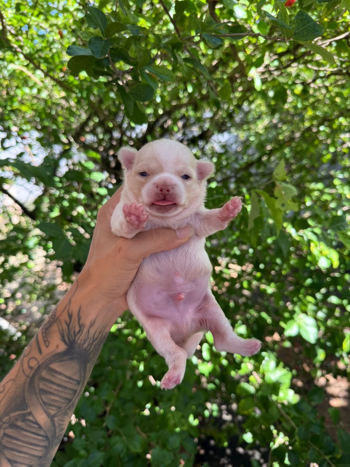 MACHO BRANCO PELO LONGO