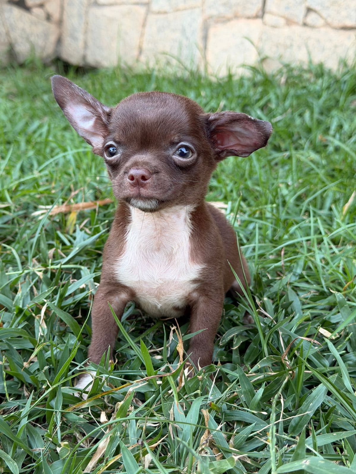 MACHO CHOCOLATE PELO CURTO - Imagem 6