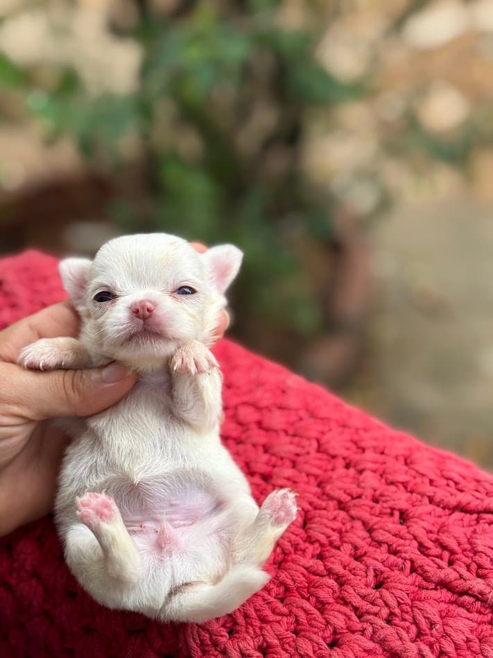 MELISSA FEMEA PELO LONGO - Imagem 3