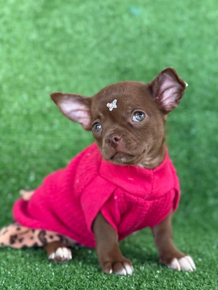 EUDORA FEMEA PELO CURTO - Imagem 1