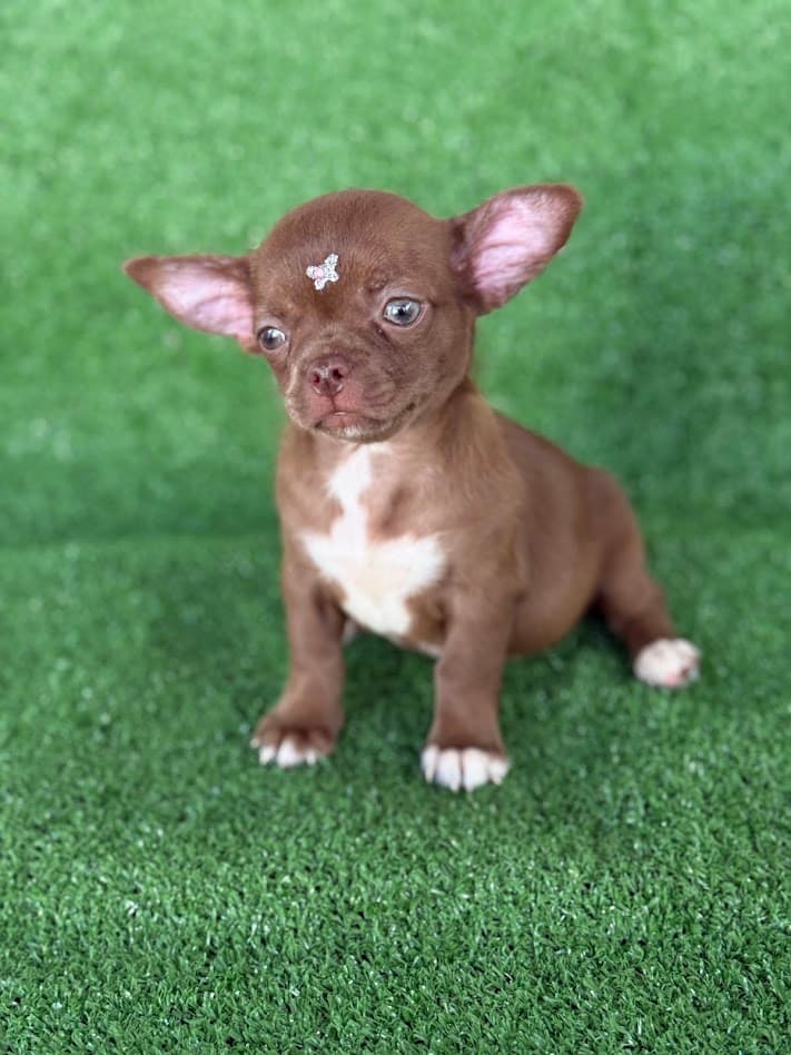 EUDORA FEMEA PELO CURTO - Imagem 3