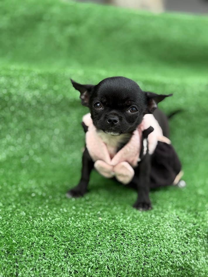 DONDOCA FEMEA PELO CURTO - Imagem 2