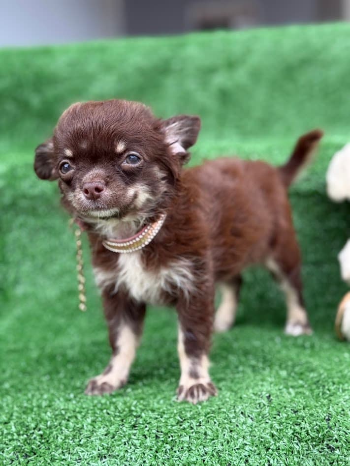 MAVIE FEMEA PELO LONGO - Imagem 5