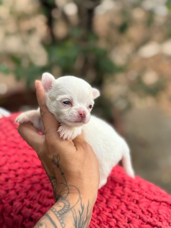 MELISSA FEMEA PELO LONGO - Imagem 1