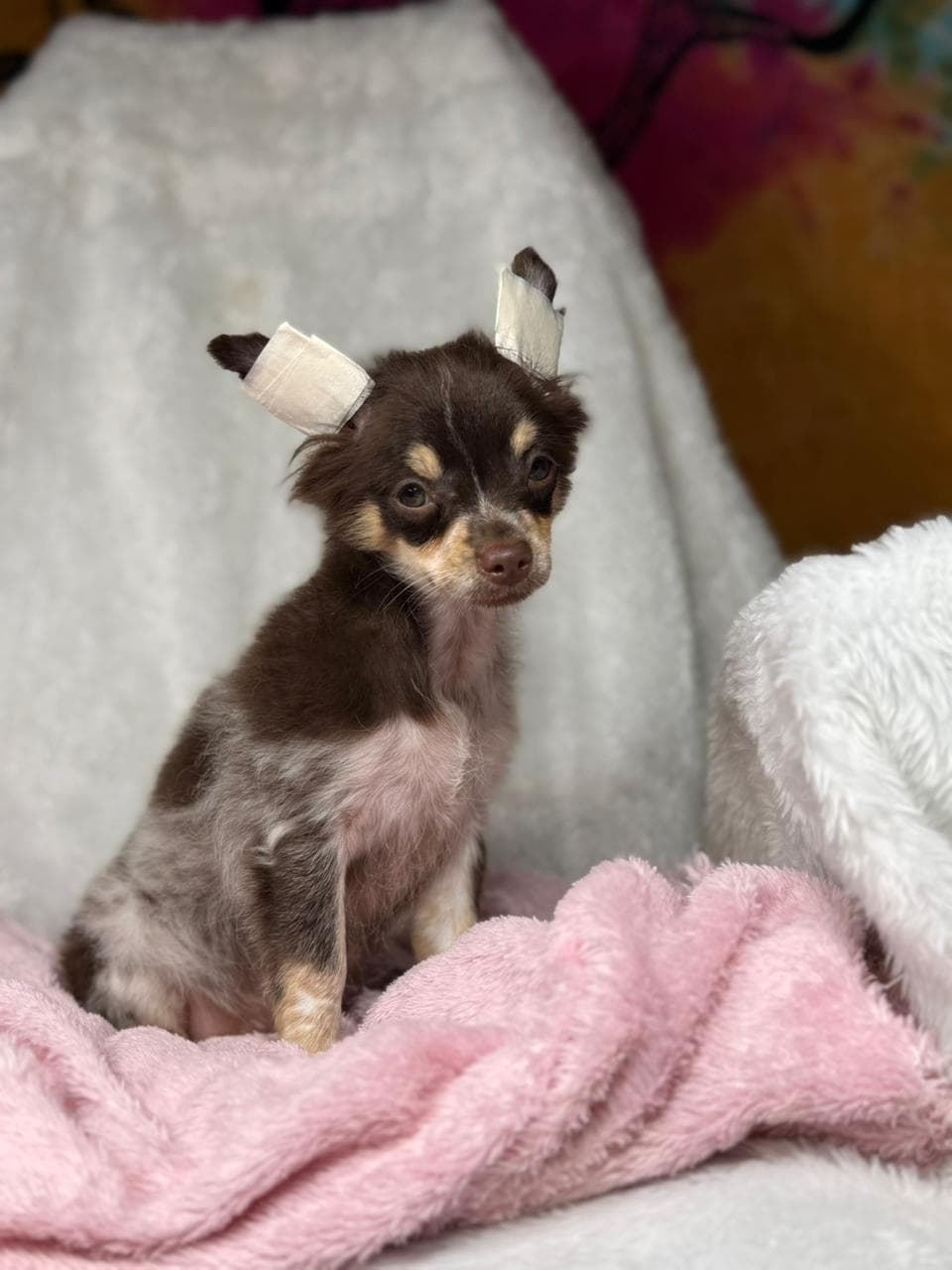 LILLY FEMEA PELO LONGO - Imagem 3