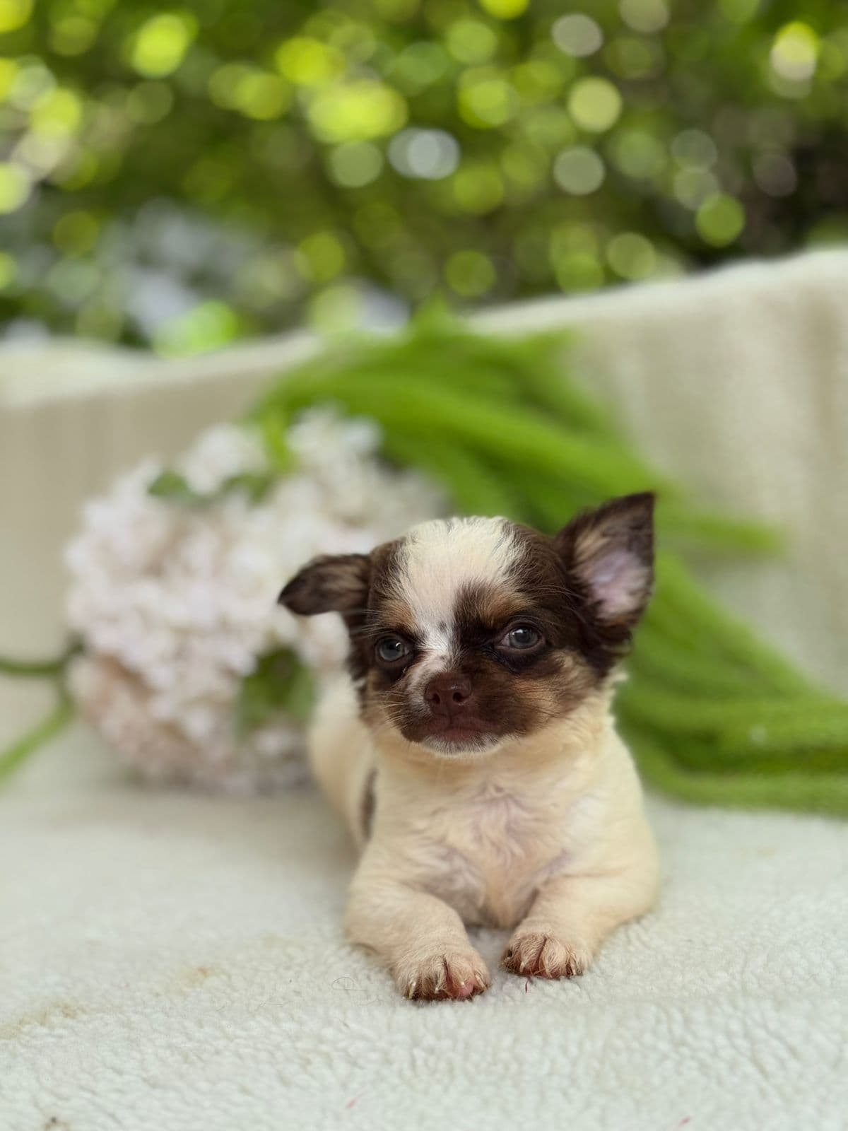 CHICO BENTO - Imagem 1