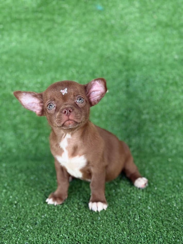 EUDORA FEMEA PELO CURTO - Imagem 4