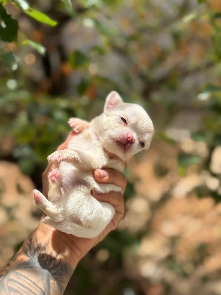 MELISSA FEMEA PELO LONGO - Imagem 4