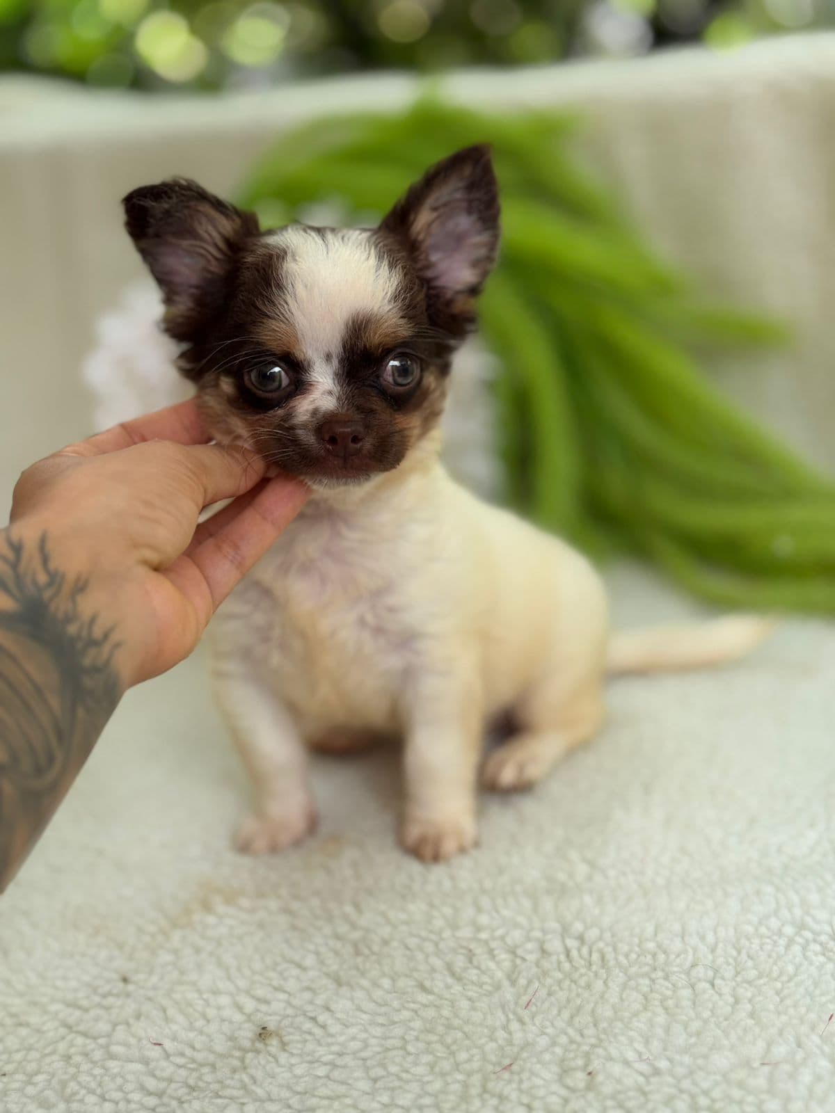 CHICO BENTO - Imagem 2