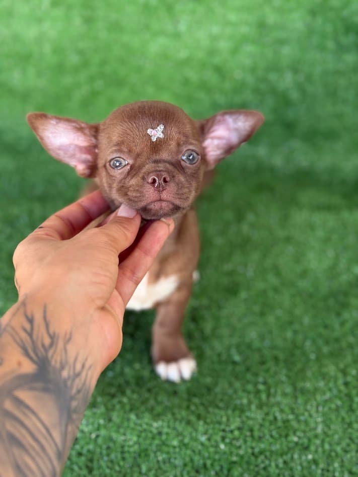 EUDORA FEMEA PELO CURTO - Imagem 2