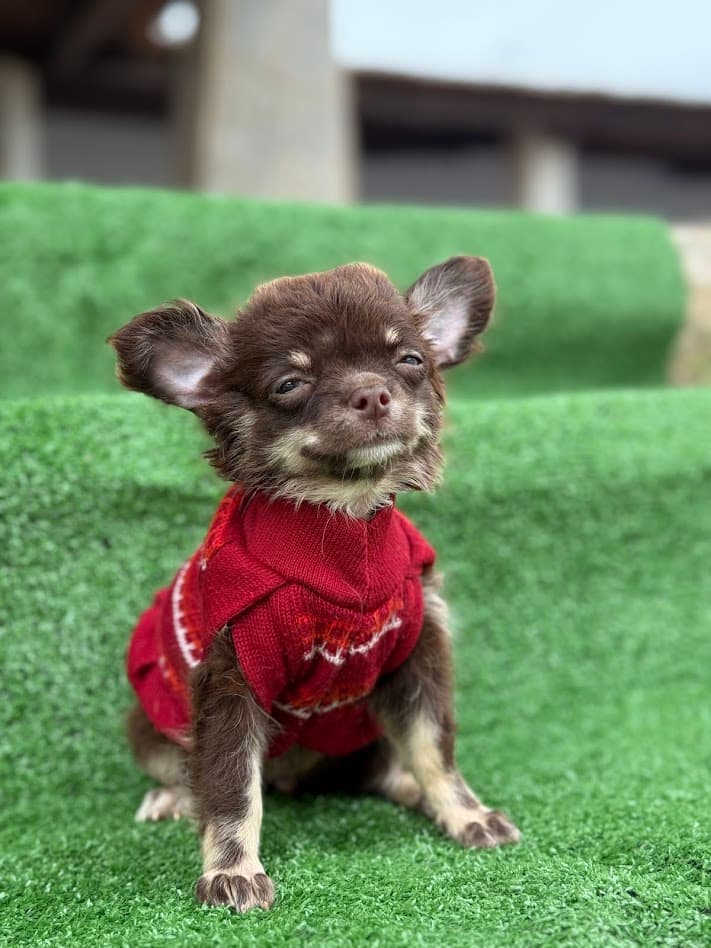 MAVIE FEMEA PELO LONGO - Imagem 2