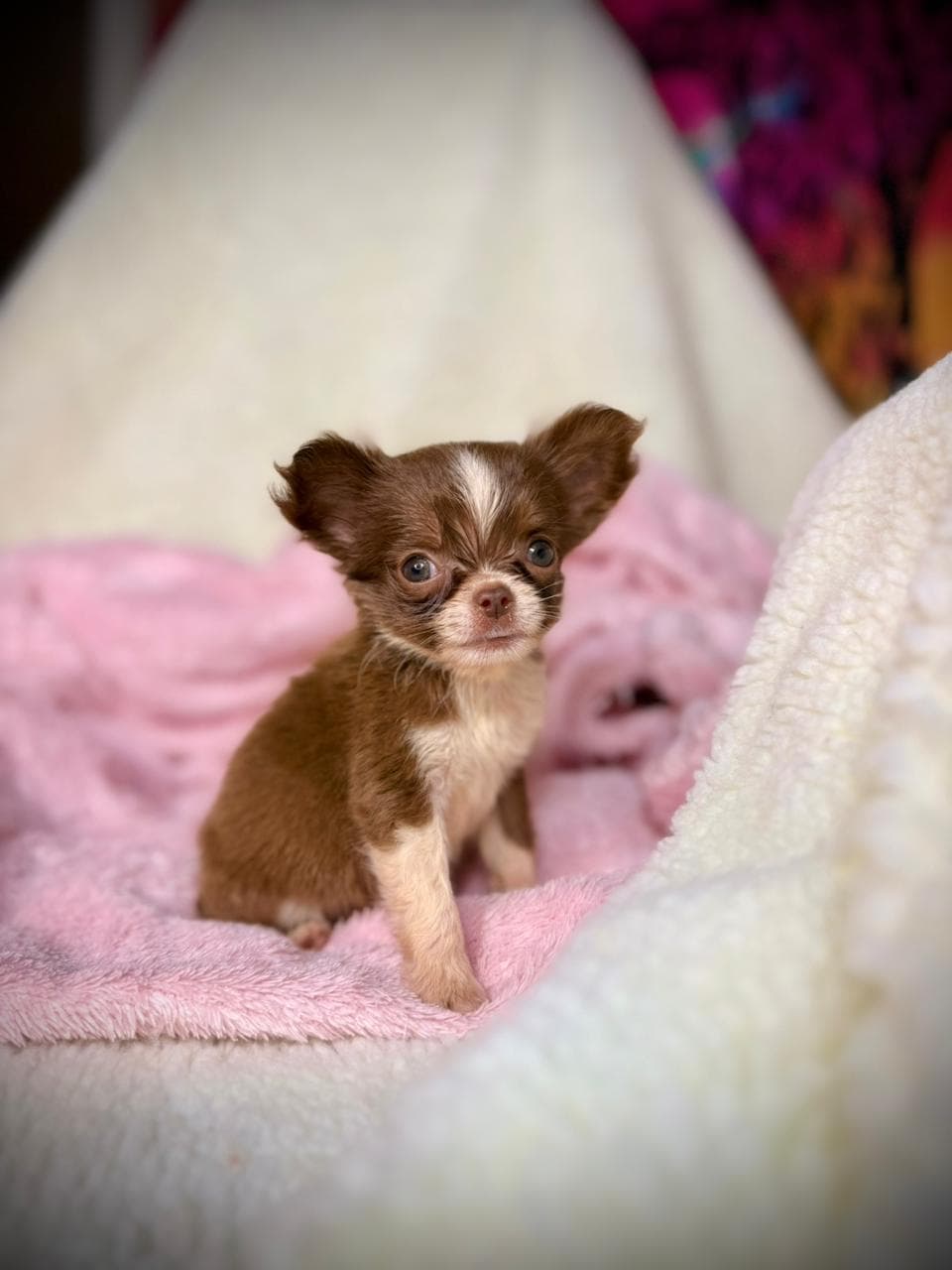 MIA FEMEA PELO LONGO - Imagem 4