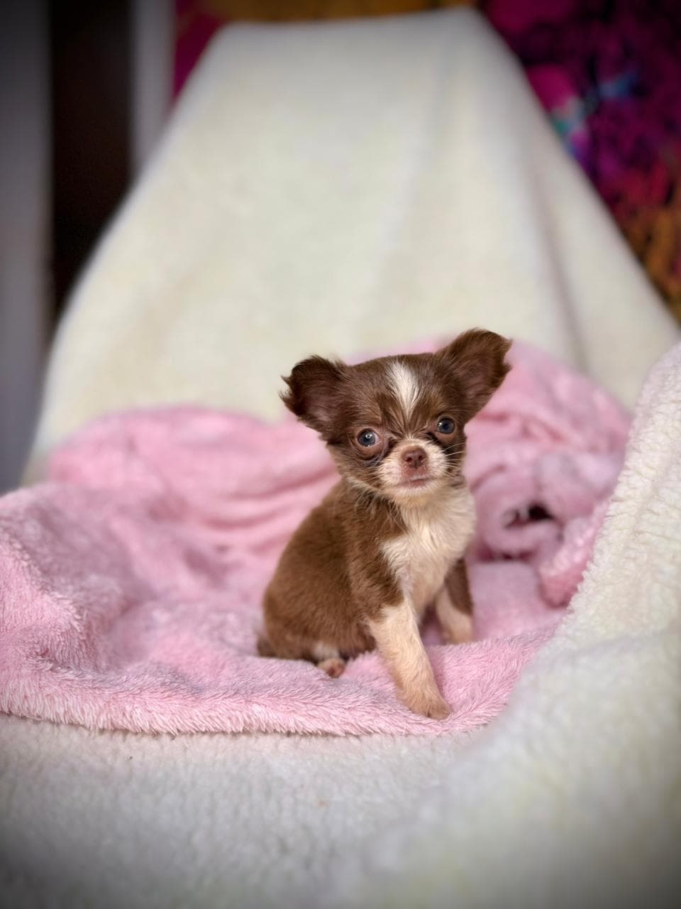 MIA FEMEA PELO LONGO - Imagem 6