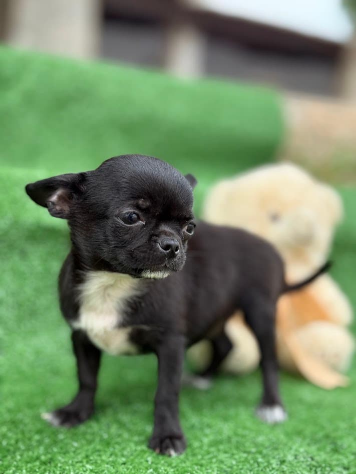 DONDOCA FEMEA PELO CURTO - Imagem 3